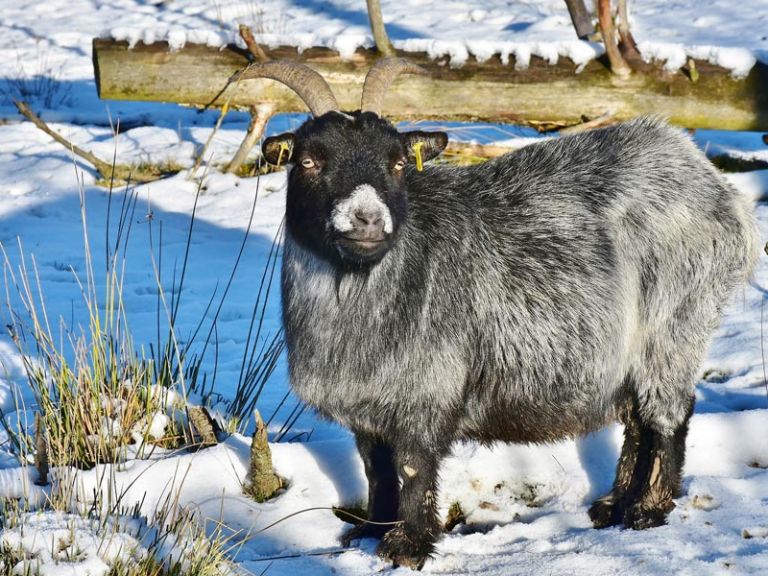 Ziege im Winter